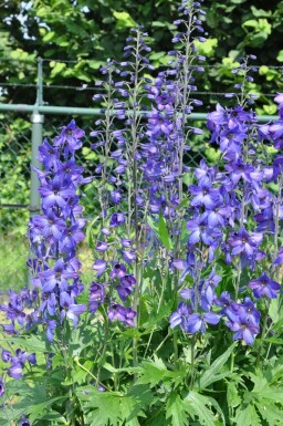Rittersporn Delphinium pacific 'Black Knight' 5-10 Topf 9x9 cm (P9) Delphinium pacific 'Black Knight'