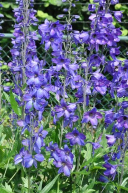 Rittersporn Delphinium pacific 'Black Knight' 5-10 Topf 9x9 cm (P9) Delphinium pacific 'Black Knight'