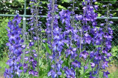 Rittersporn Delphinium pacific 'Black Knight' 5-10 Topf 9x9 cm (P9) Delphinium pacific 'Black Knight'