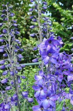 Rittersporn Delphinium pacific 'Black Knight' 5-10 Topf 9x9 cm (P9) Delphinium pacific 'Black Knight'