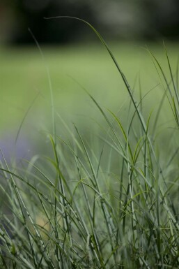 Waldschmiele Deschampsia cespitosa 5-10 Topf 9x9 cm (P9) Deschampsia cespitosa