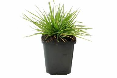 Waldschmiele Deschampsia cespitosa 5-10 Topf 9x9 cm (P9) Deschampsia cespitosa