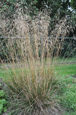 Wald-Schmiede Deschampsia cespitosa 'Goldschleier' 5-10 Topf 9x9 cm (P9) Deschampsia cespitosa 'Goldschleier'