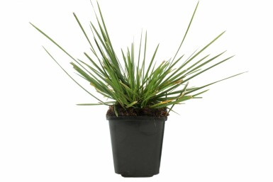 Wald-Schmiede Deschampsia cespitosa 'Goldschleier' 5-10 Topf 9x9 cm (P9) Deschampsia cespitosa 'Goldschleier'