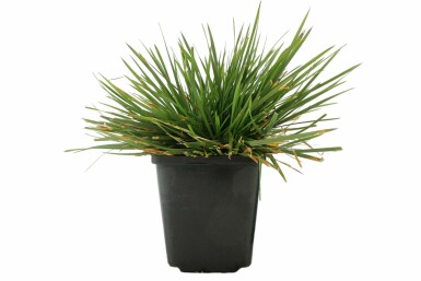 Wald-Schmiele Deschampsia cespitosa 'Goldtau' 5-10 Topf 9x9 cm (P9) Deschampsia cespitosa 'Goldtau'