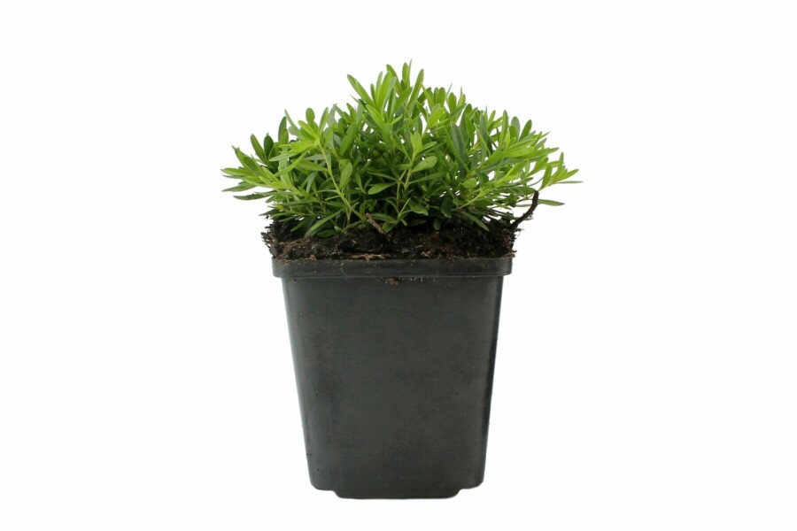 Weiße Heidenelke Dianthus deltoides 'Albiflorus' 5-10 Topf 9x9 cm (P9) Dianthus deltoides 'Albiflorus'