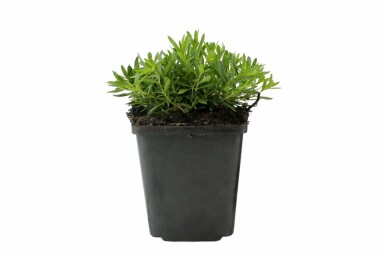 Weiße Heidenelke Dianthus deltoides 'Albiflorus' 5-10 Topf 9x9 cm (P9) Dianthus deltoides 'Albiflorus'