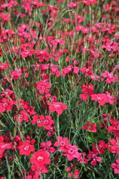 Garten-Heide-Nelke Dianthus deltoides 'Brilliant' 5-10 Topf 9x9 cm (P9) Dianthus deltoides 'Brilliant'