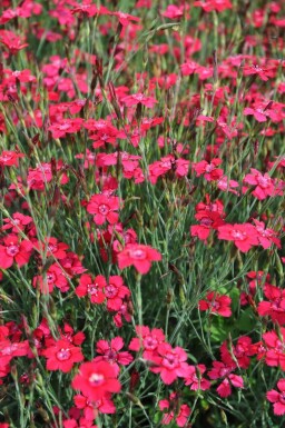 Garten-Heide-Nelke Dianthus deltoides 'Brilliant' 5-10 Topf 9x9 cm (P9) Dianthus deltoides 'Brilliant'