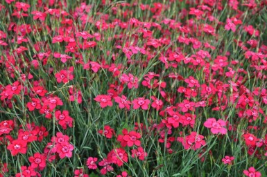 Garten-Heide-Nelke Dianthus deltoides 'Brilliant' 5-10 Topf 9x9 cm (P9) Dianthus deltoides 'Brilliant'