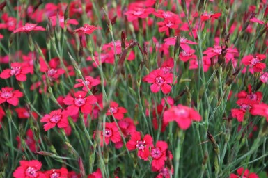 Garten-Heide-Nelke Dianthus deltoides 'Brilliant' 5-10 Topf 9x9 cm (P9) Dianthus deltoides 'Brilliant'