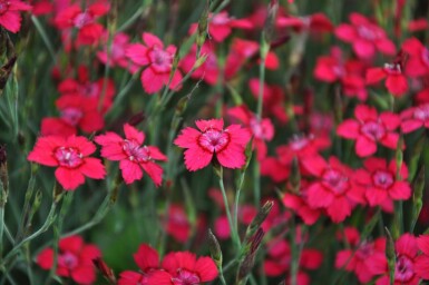 Garten-Heide-Nelke Dianthus deltoides 'Brilliant' 5-10 Topf 9x9 cm (P9) Dianthus deltoides 'Brilliant'