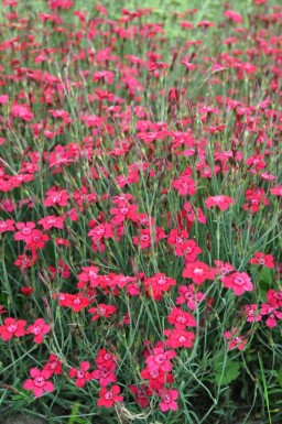 Garten-Heide-Nelke Dianthus deltoides 'Brilliant' 5-10 Topf 9x9 cm (P9) Dianthus deltoides 'Brilliant'