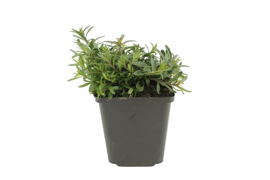 Heidenelke Dianthus deltoides 'Flashing Light' 5-10 Topf 9x9 cm (P9) Dianthus deltoides 'Flashing Light'