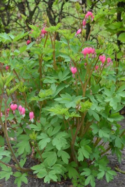TrÀnendes Herz Dicentra spectabilis 5-10 Topf 9x9 cm (P9) Dicentra spectabilis