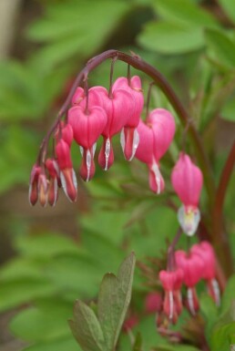 TrÀnendes Herz Dicentra spectabilis 5-10 Topf 9x9 cm (P9) Dicentra spectabilis