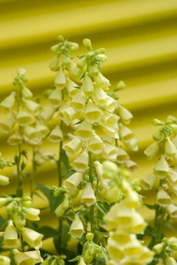Großblütiger Fingerhut Digitalis grandiflora 5-10 Topf 9x9 cm (P9) Digitalis grandiflora