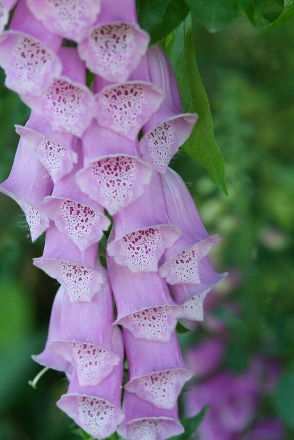 Heimischer Fingerhut Digitalis purpurea 5-10 Topf 9x9 cm (P9) Digitalis purpurea