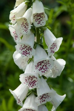 Garten-Fingerhut Digitalis purpurea 'Alba' 5-10 Topf 9x9 cm (P9)