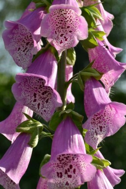 Garten-Fingerhut Digitalis purpurea 'Gloxiniiflora' 5-10 Topf 9x9 cm (P9)