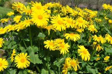 Gemswurz Doronicum orientale 5-10 Topf 9x9 cm (P9) Doronicum orientale