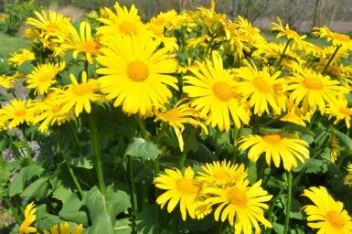 Gemswurz Doronicum orientale 5-10 Topf 9x9 cm (P9) Doronicum orientale