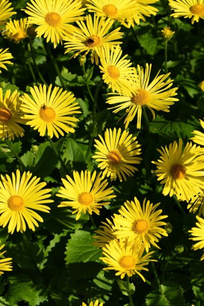 Gemswurz Doronicum orientale 'Magnificum' 5-10 Topf 9x9 cm (P9) Doronicum orientale 'Magnificum'