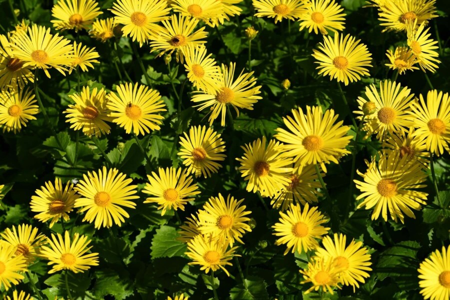 Gemswurz Doronicum orientale 'Magnificum' 5-10 Topf 9x9 cm (P9) Doronicum orientale 'Magnificum'