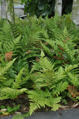 Rotschleierfarn Dryopteris erythrosora 5-10 Topf 9x9 cm (P9)