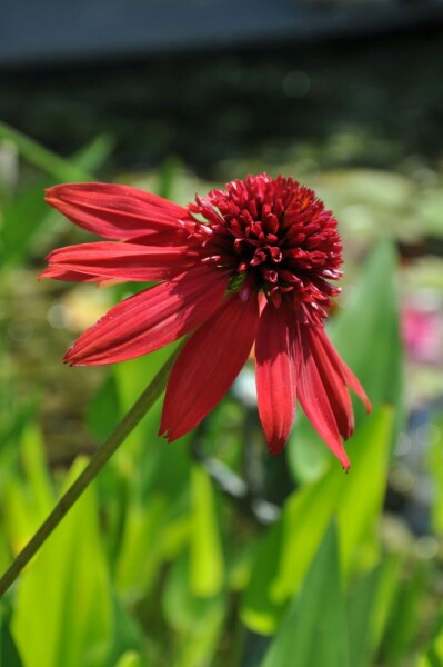 Scheinsonnenhut Echinacea 'Eccentric' 5-10 Topf 9x9 cm (P9) Echinacea 'Eccentric'