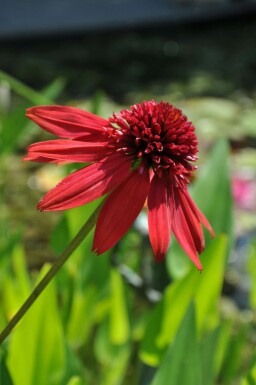 Scheinsonnenhut Echinacea 'Eccentric' 5-10 Topf 9x9 cm (P9) Echinacea 'Eccentric'
