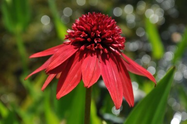 Scheinsonnenhut Echinacea 'Eccentric' 5-10 Topf 9x9 cm (P9) Echinacea 'Eccentric'