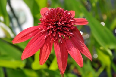 Scheinsonnenhut Echinacea 'Eccentric' 5-10 Topf 9x9 cm (P9) Echinacea 'Eccentric'