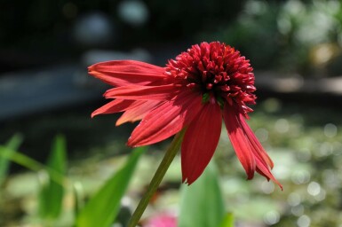 Scheinsonnenhut Echinacea 'Eccentric' 5-10 Topf 9x9 cm (P9) Echinacea 'Eccentric'