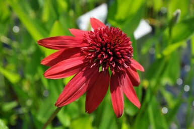 Scheinsonnenhut Echinacea 'Eccentric' 5-10 Topf 9x9 cm (P9) Echinacea 'Eccentric'