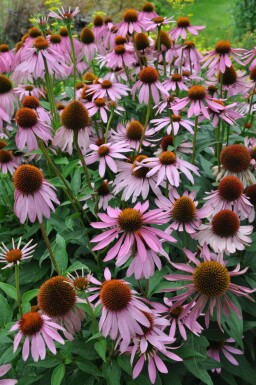 Roter Sonnenhut Echinacea purpurea 5-10 Topf 9x9 cm (P9)