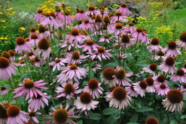 Roter Sonnenhut Echinacea purpurea 5-10 Topf 9x9 cm (P9) Echinacea purpurea