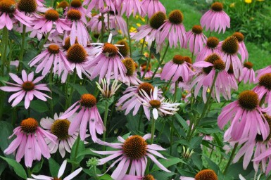 Roter Sonnenhut Echinacea purpurea 5-10 Topf 9x9 cm (P9) Echinacea purpurea