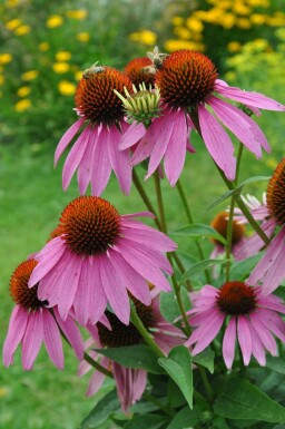 Roter Sonnenhut Echinacea purpurea 5-10 Topf 9x9 cm (P9) Echinacea purpurea