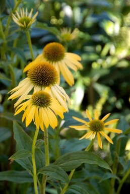 Sonnenhut Echinacea purpurea 'Harvest Moon' 5-10 Topf 9x9 cm (P9) Echinacea purpurea 'Harvest Moon'