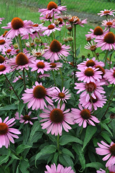 Scheinsonnenhut Echinacea purpurea 'Magnus' 5-10 Topf 9x9 cm (P9) Echinacea purpurea 'Magnus'