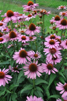 Scheinsonnenhut Echinacea purpurea 'Magnus' 5-10 Topf 9x9 cm (P9)