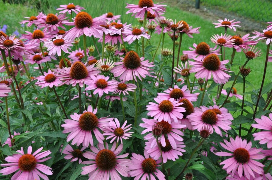 Scheinsonnenhut Echinacea purpurea 'Magnus' 5-10 Topf 9x9 cm (P9) Echinacea purpurea 'Magnus'