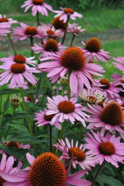 Scheinsonnenhut Echinacea purpurea 'Magnus' 5-10 Topf 9x9 cm (P9) Echinacea purpurea 'Magnus'