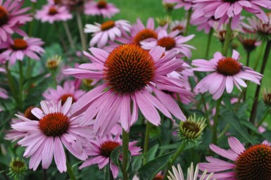 Scheinsonnenhut Echinacea purpurea 'Magnus' 5-10 Topf 9x9 cm (P9) Echinacea purpurea 'Magnus'