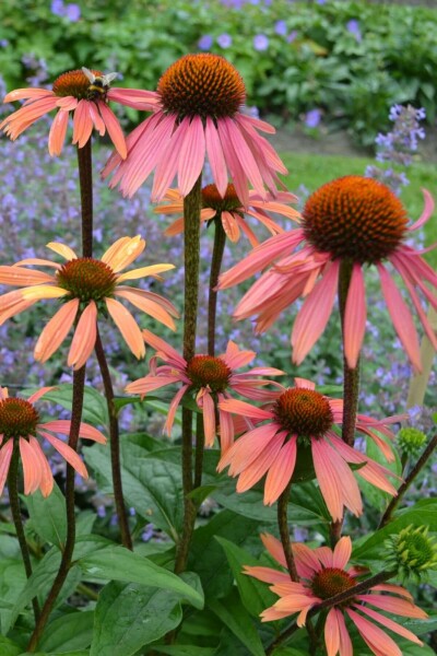 Sonnenhut Echinacea purpurea 'Summer Cocktail' 5-10 Topf 9x9 cm (P9) Echinacea purpurea 'Summer Cocktail'