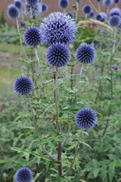 Kugeldistel Echinops bannaticus 'Blue Glow' 10-15 Topf 2 ltr. (C2) Echinops bannaticus 'Blue Glow'