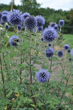 Kugeldistel Echinops bannaticus 'Blue Glow' 10-15 Topf 2 ltr. (C2) Echinops bannaticus 'Blue Glow'