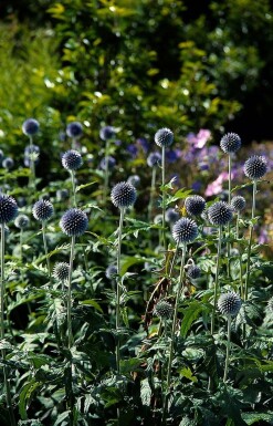 Kugeldistel Echinops bannaticus 'Taplow Blue' 5-10 Topf 9x9 cm (P9)