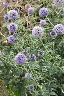 Kugeldistel Echinops ritro 'Veitch’s Blue' 5-10 Topf 9x9 cm (P9) Echinops ritro 'Veitch’s Blue'